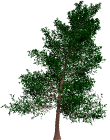 tree generation